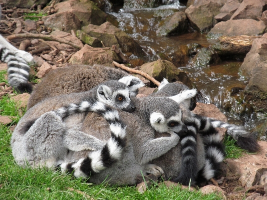 Animal cute wildlife zoo Photo