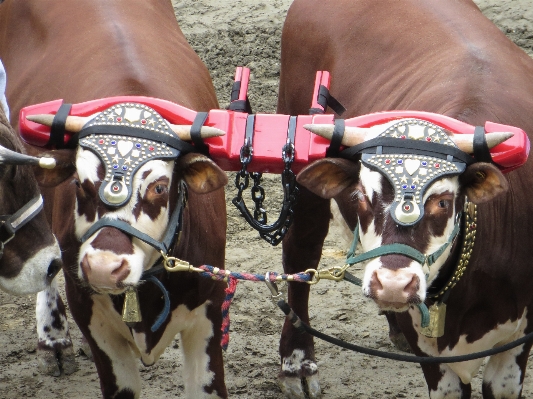 Foto Mamalia pertanian banteng kekuatan