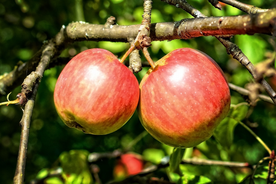 Apple arbre nature bifurquer