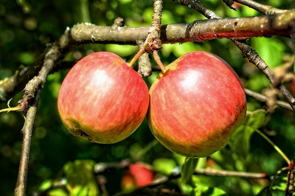 Apple tree nature branch Photo