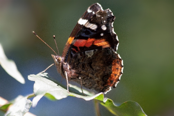 Foto Natureza branco fotografia folha