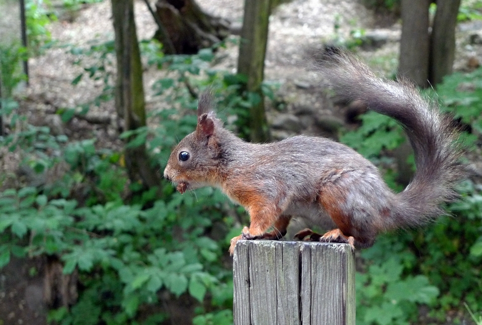 Natur wald tier niedlich