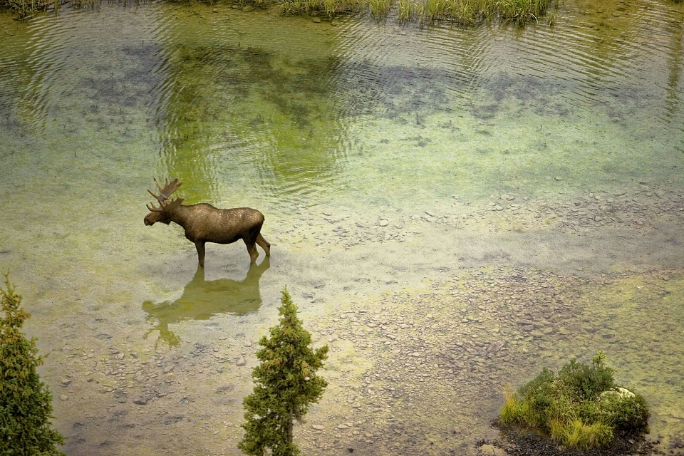 Woda natura zwierzę rzeka