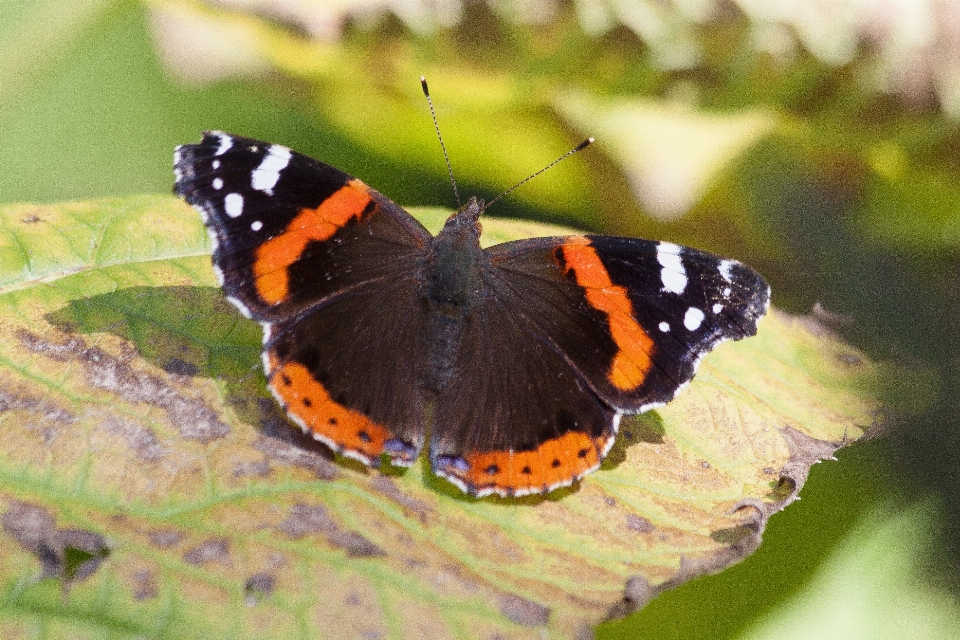 Natura skrzydło biały fotografia