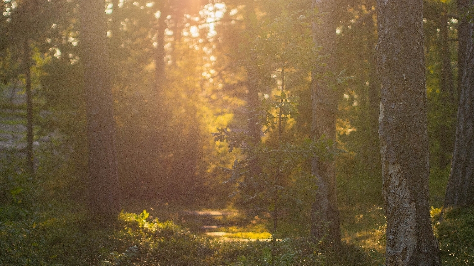 Landscape tree nature forest