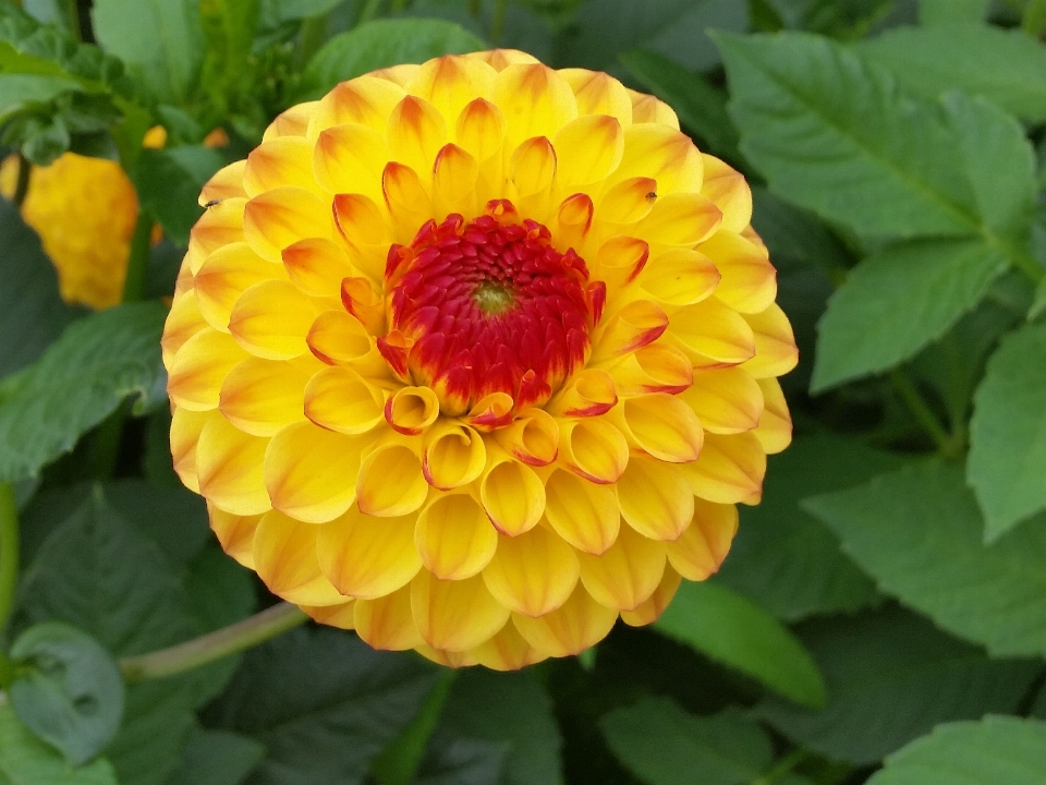 Natur anlage blume blütenblatt