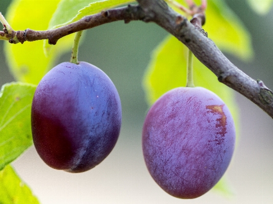 Branch plant fruit berry Photo