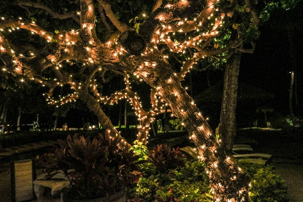 Tree nature outdoor branch Photo