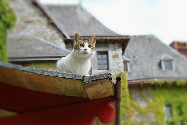 Roof animal cute pet Photo