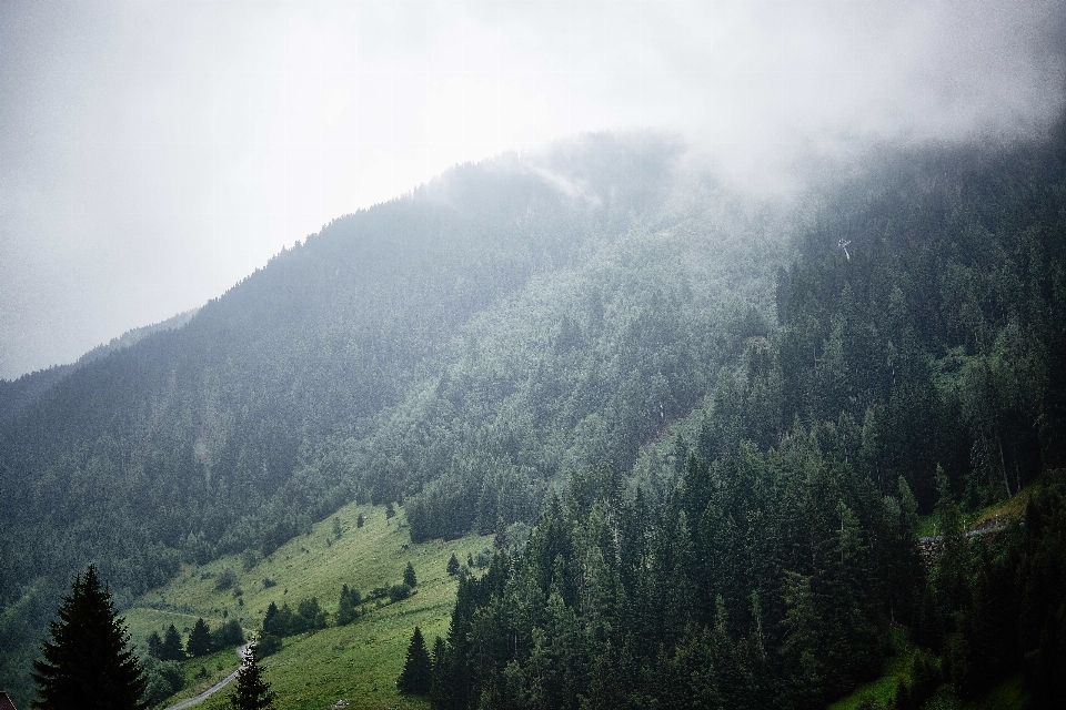 Paesaggio albero natura foresta