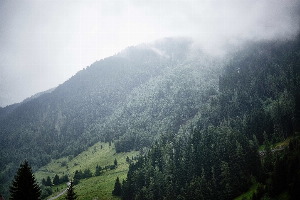 Landscape tree nature forest Photo