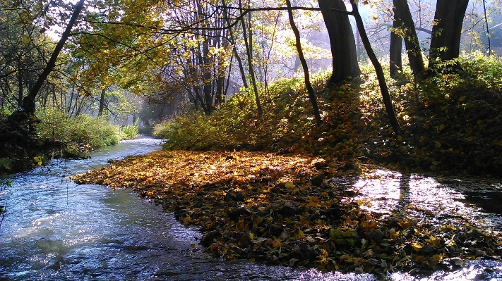 Landscape tree water nature Photo