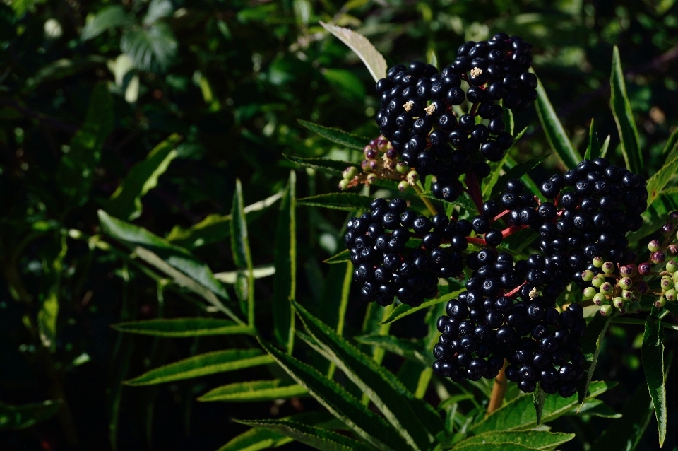 Plant fruit berry flower