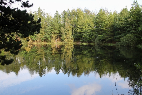 Tree water forest wilderness Photo