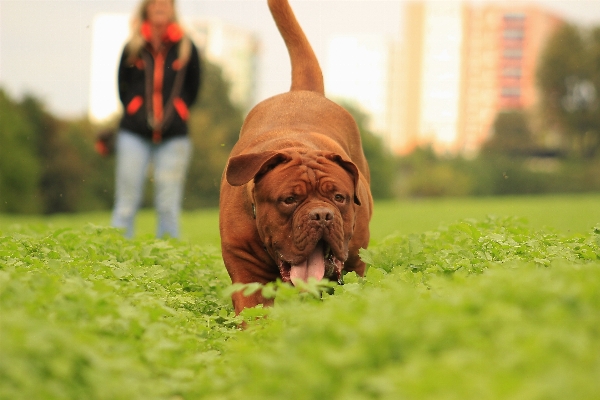 自然 草 子犬 犬 写真