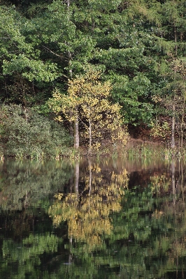 Tree water forest marsh Photo