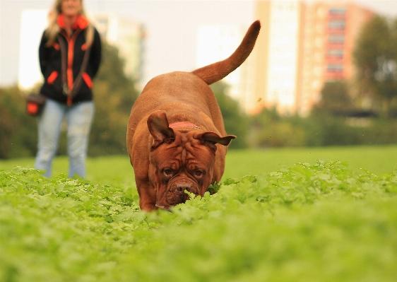 自然 草 子犬 犬 写真