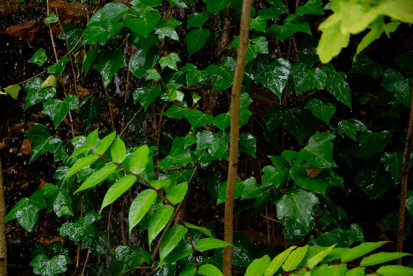 木 森 ブランチ 植物 写真