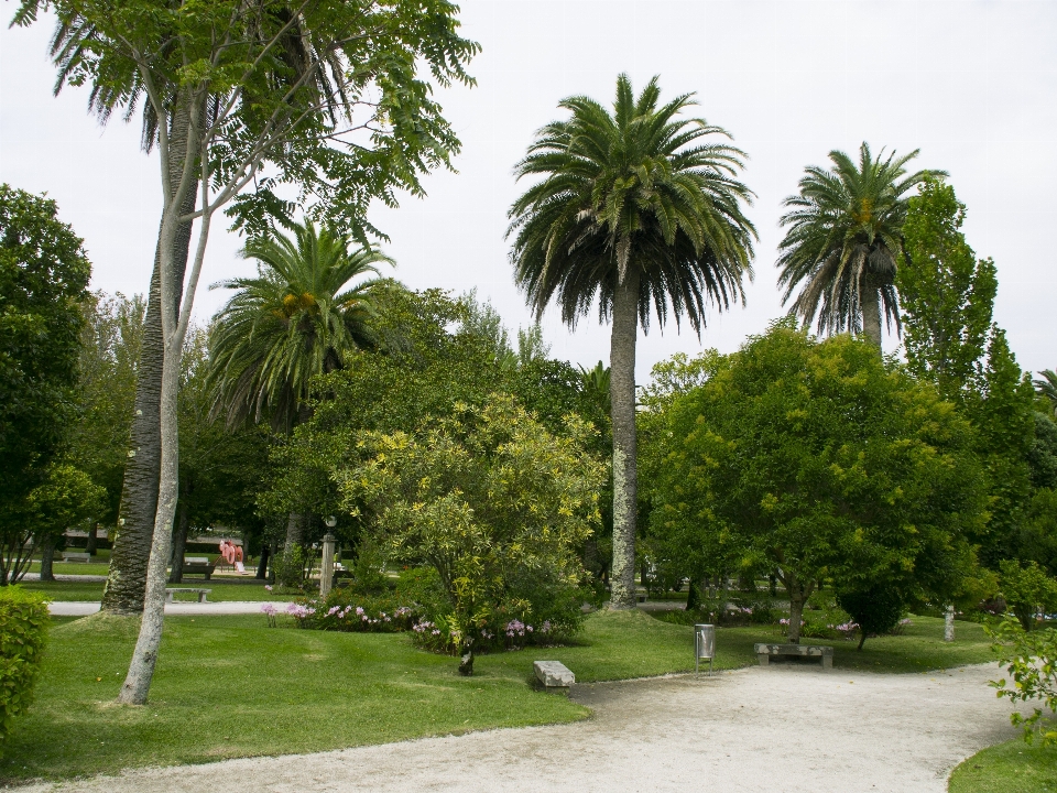 Tree plant flower park