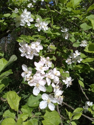 Blossom plant white flower Photo