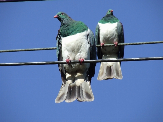 Foto Burung sayap paruh biru