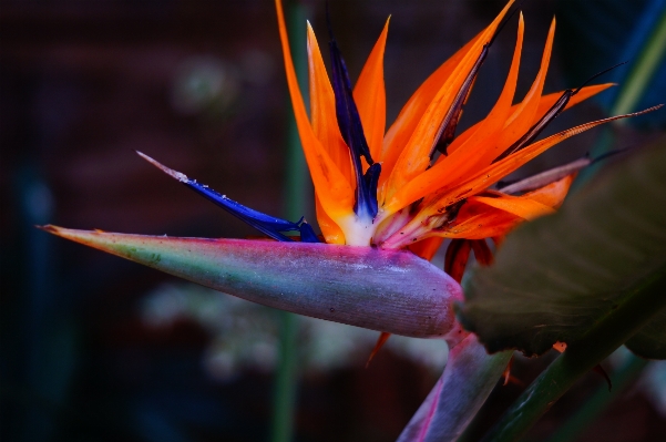 Nature bird plant photography Photo