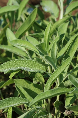 植物 お茶 葉 花 写真