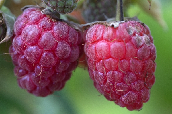 Plant raspberry fruit berry Photo