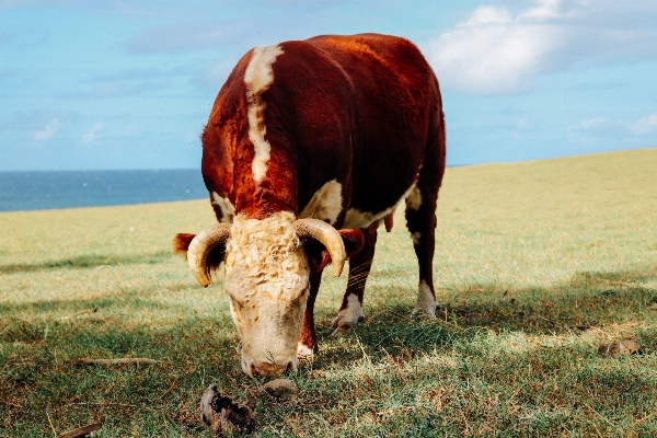 Nature grass field farm Photo