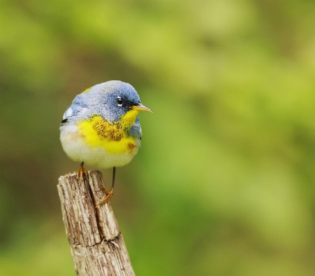 Foto Pohon alam cabang burung