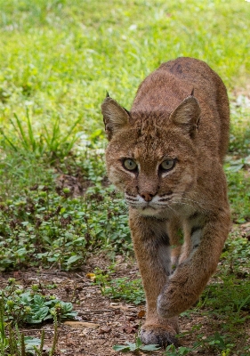 Foto Natura animali selvatici selvaggio ritratto