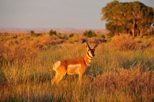 Nature grass wilderness prairie Photo