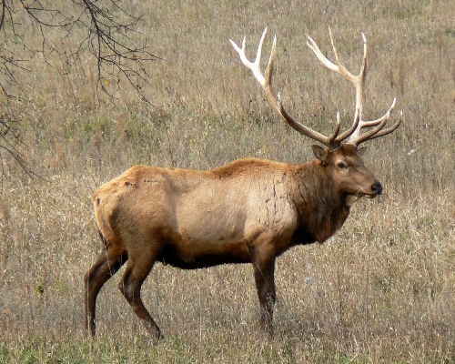 Nature wilderness looking wildlife Photo