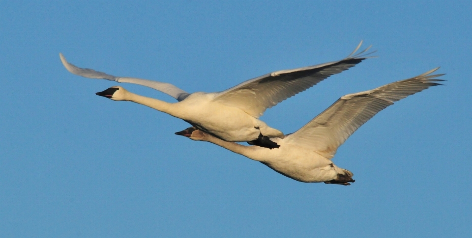 Naturaleza pájaro ala blanco