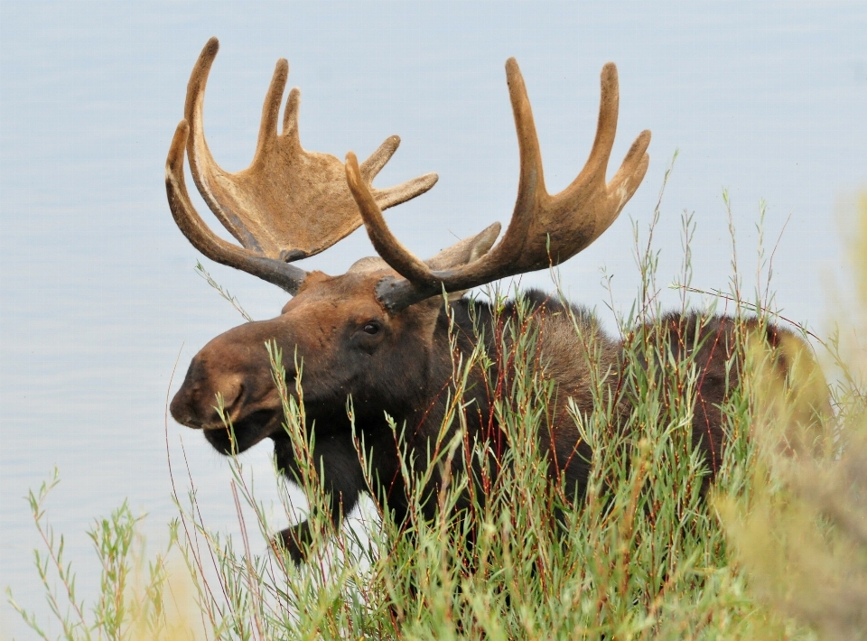 Nature herbe homme faune