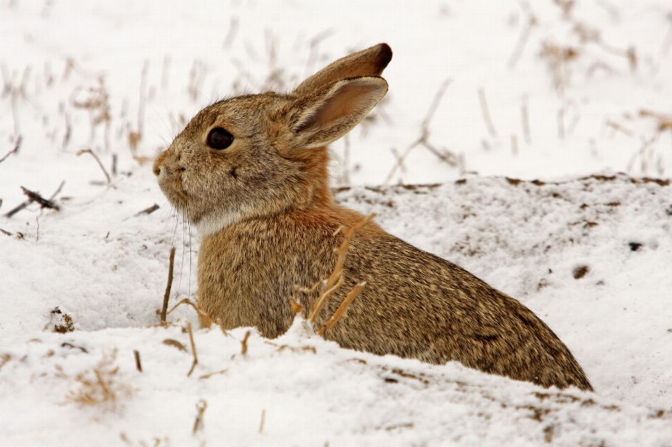 Natura nevicare inverno animali selvatici