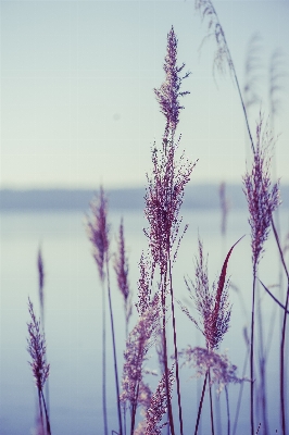 Nature grass branch plant Photo