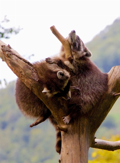 Natureza filial urso animais selvagens