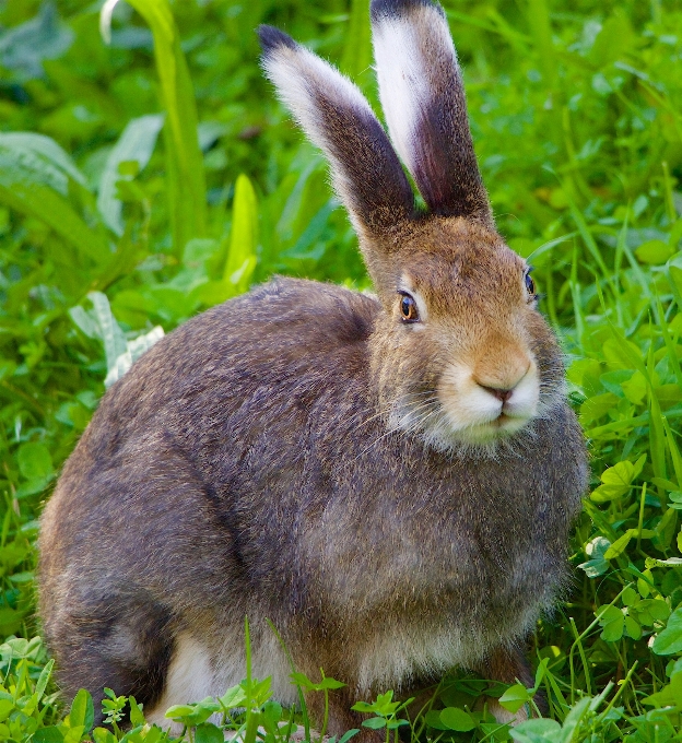 Nature herbe faune portrait