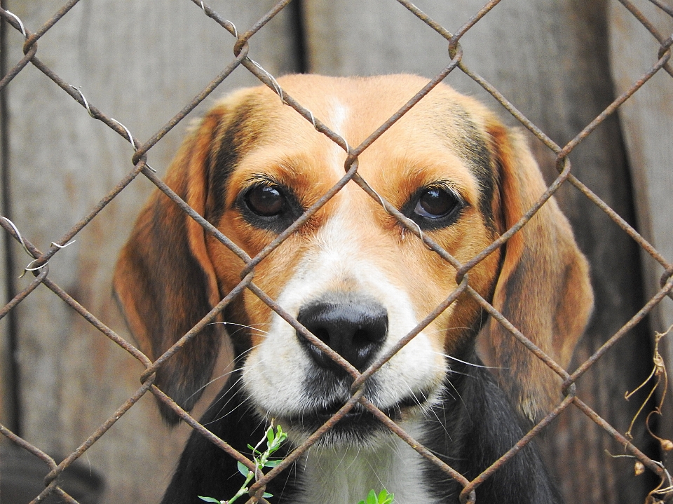 Filhote de cachorro mamífero cão caça