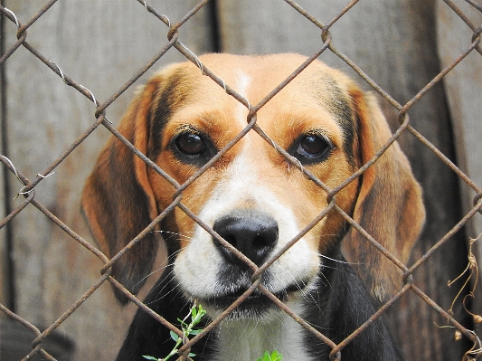 Puppy dog mammal hound Photo