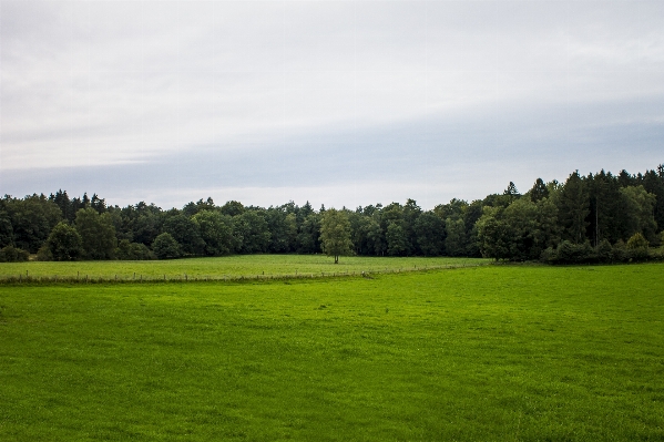 Landscape tree nature grass Photo