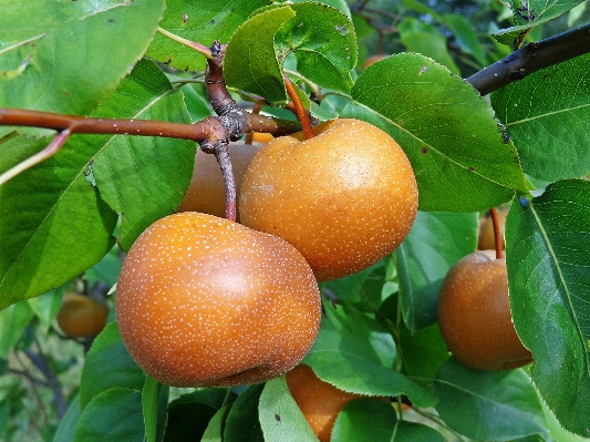 Tree nature plant fruit Photo