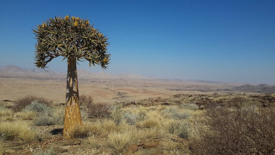 Paisagem árvore natureza grama