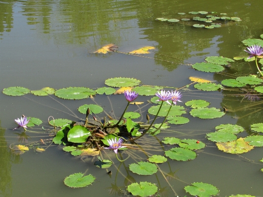 Landscape water nature plant Photo