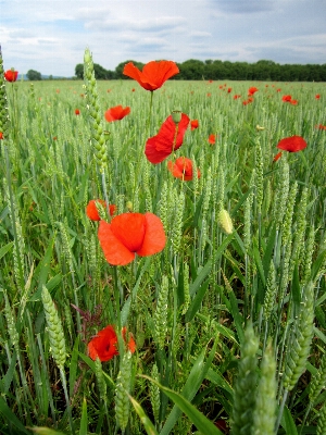 Landscape grass plant field Photo