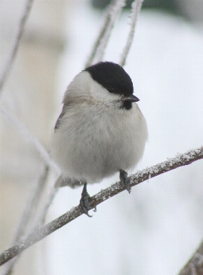 Natur zweig winter vogel Foto