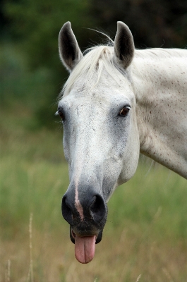 White animal portrait pasture Photo