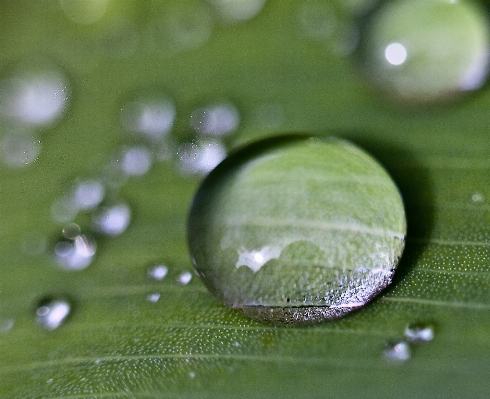 Water nature grass drop Photo