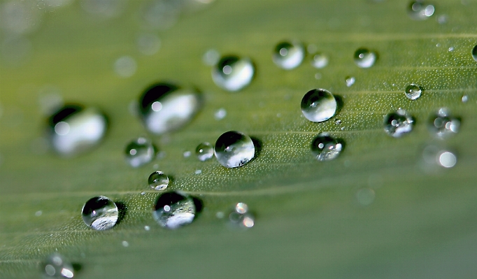 Water nature grass drop Photo